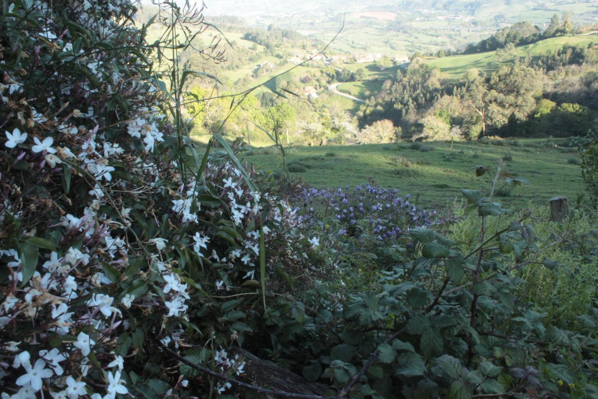 Alojamientos Rurales Pena Crespa Tresvilla Exterior foto